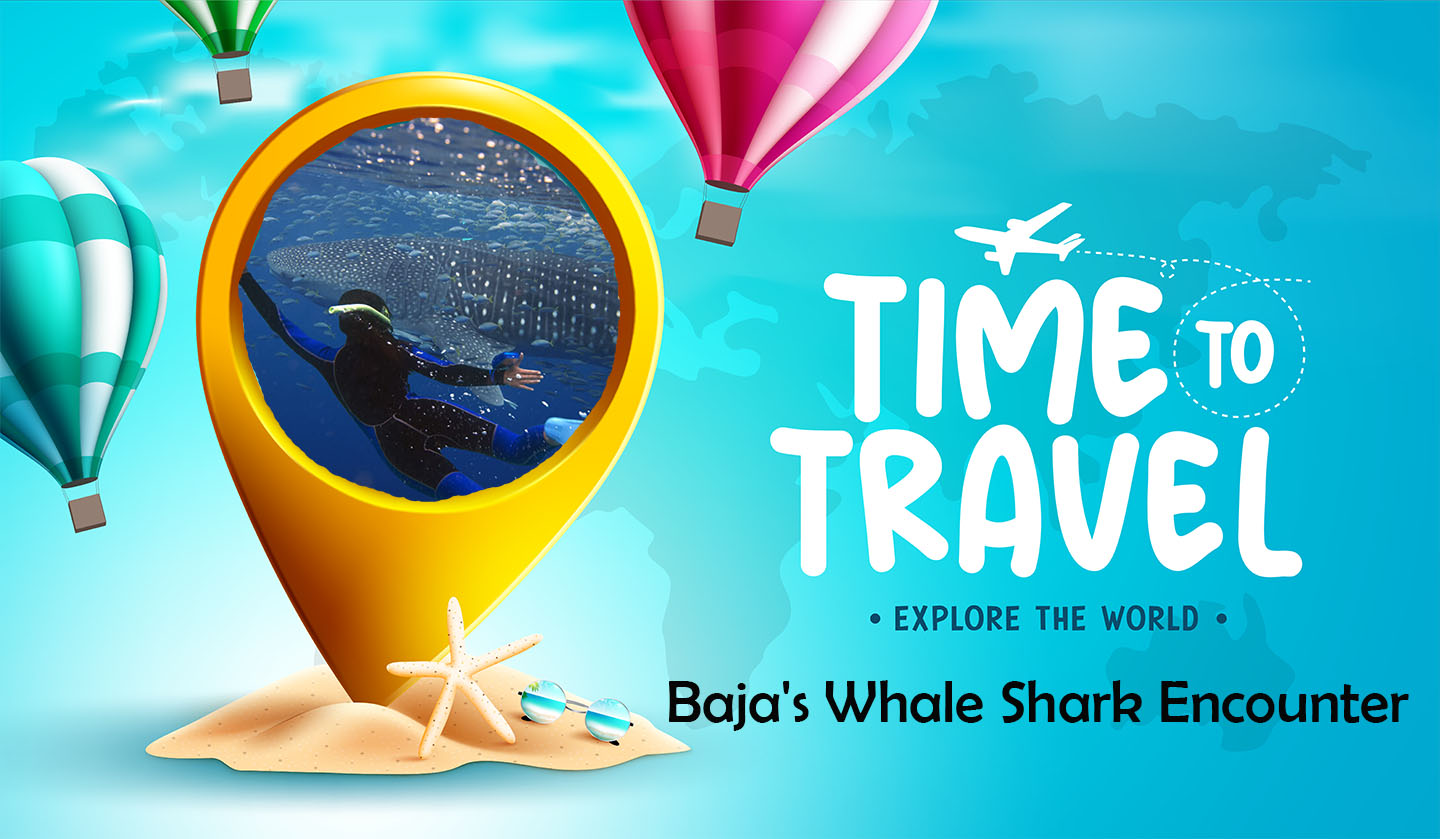  Baja's Whale Shark Encounter Watching  Packages
