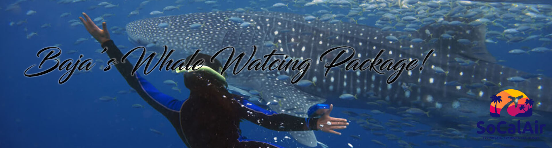 Baja Whale Watching Adventure Packages